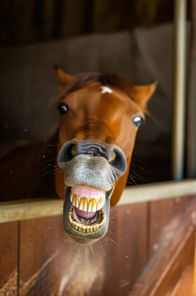 Illustration cribs - Image 1