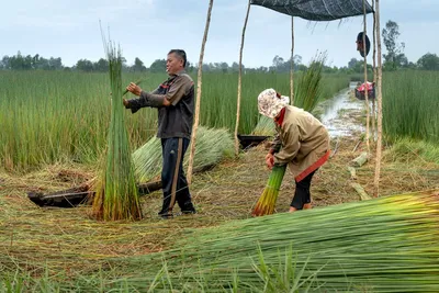 Illustration harvests - Image 2