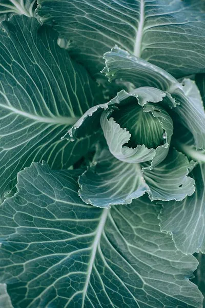 Illustration brassica - Image 2