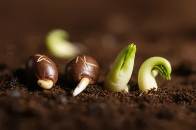 Illustration chitting - Image 1