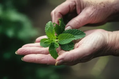 Illustration balm - Image 1