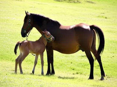 Illustration stinted - Image 1