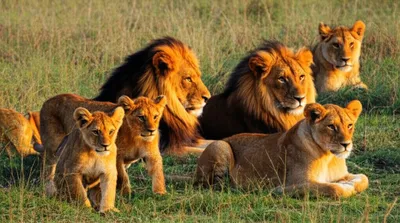 Illustration subfamily