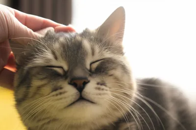 Illustration assuages - Image 1