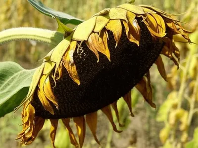 Illustration flagging - Image 1