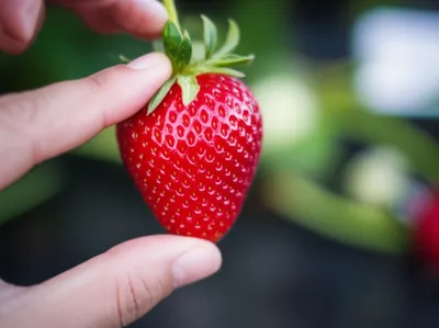 Illustration stems - Image 1