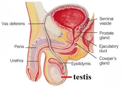 Illustration testis - Image 2
