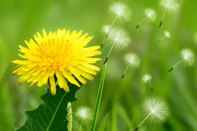 Illustration dandelion