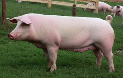 Illustration barrow - Image 1