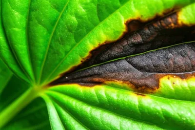 Illustration brands - Image 1