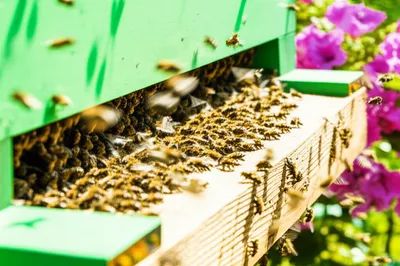 Illustration hum - Image 1