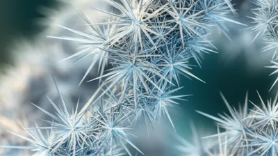 Illustration spicula - Image 1