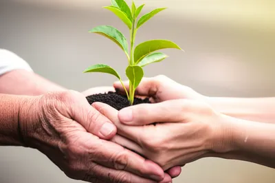 Illustration bequeathed - Image 1