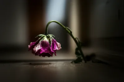 Illustration unresponsive