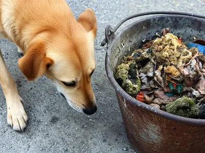 Illustration swill - Image 1