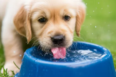 Illustration laps - Image 1