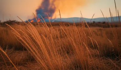 Illustration cheatgrass