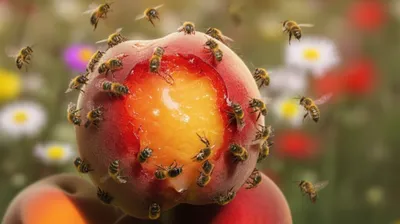 Illustration fresh - Image 1