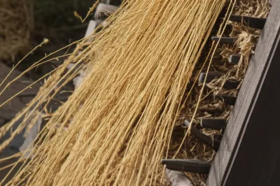 Illustration shives - Image 1