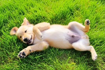 Illustration sprawled