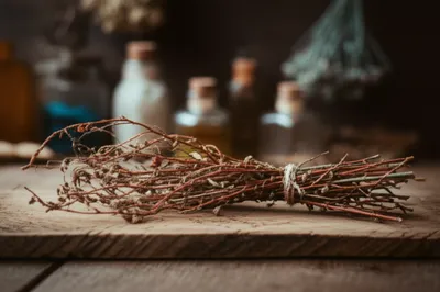 Illustration dulcamara