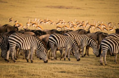 Illustration herds - Image 1