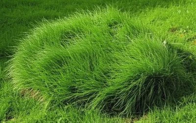 Illustration tussock