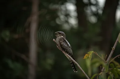 Illustration churring - Image 1