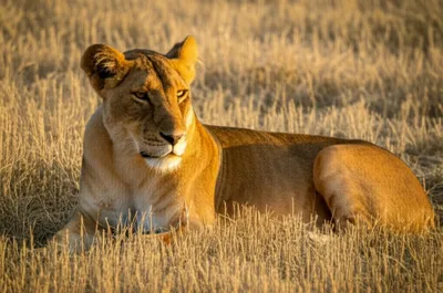 Illustration tawny - Image 1