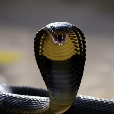 Illustration hiss - Image 1