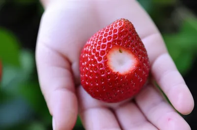 Illustration picking - Image 1