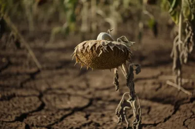 Illustration buggered - Image 1