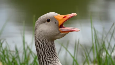 Illustration honk - Image 1