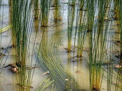 Illustration rot - Image 1