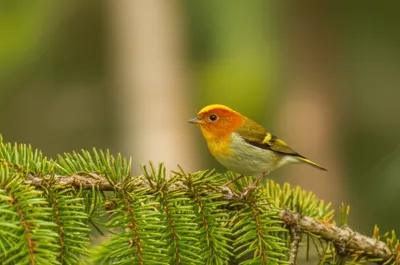 Illustration firecrests - Image 1