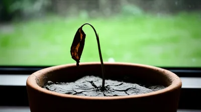 Illustration failed - Image 1