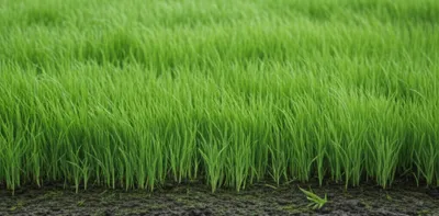 Illustration rained - Image 1