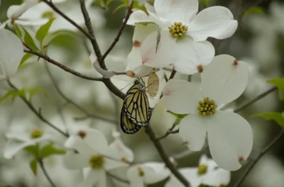 Illustration cocoons - Image 1