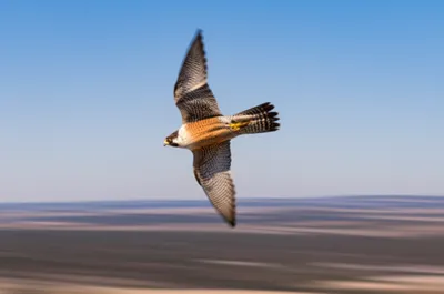 Illustration swiftly