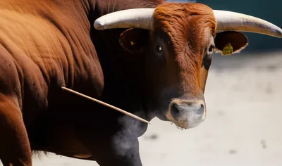 Illustration goaded - Image 1