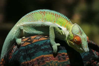 Illustration assimilates - Image 1