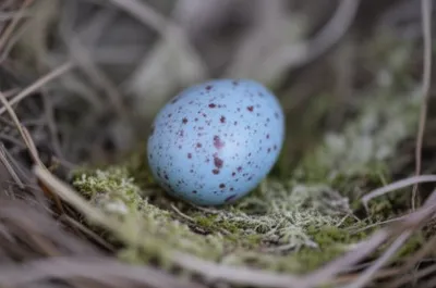 Illustration speckled - Image 1