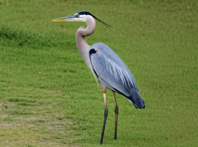 Illustration cranes - Image 1