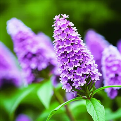 Illustration lilac - Image 1