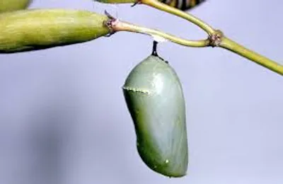 Illustration cocoon - Image 2