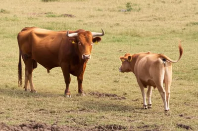 Illustration ruts - Image 1