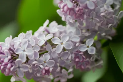 Illustration lilac - Image 1