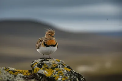 Illustration winds - Image 1