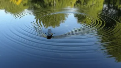 Illustration weaver - Image 1