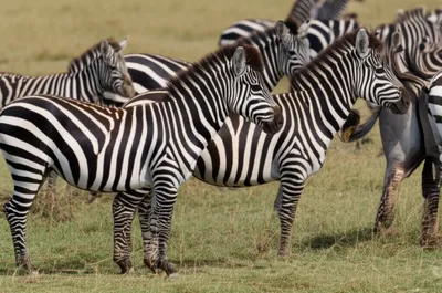 Illustration subspecies